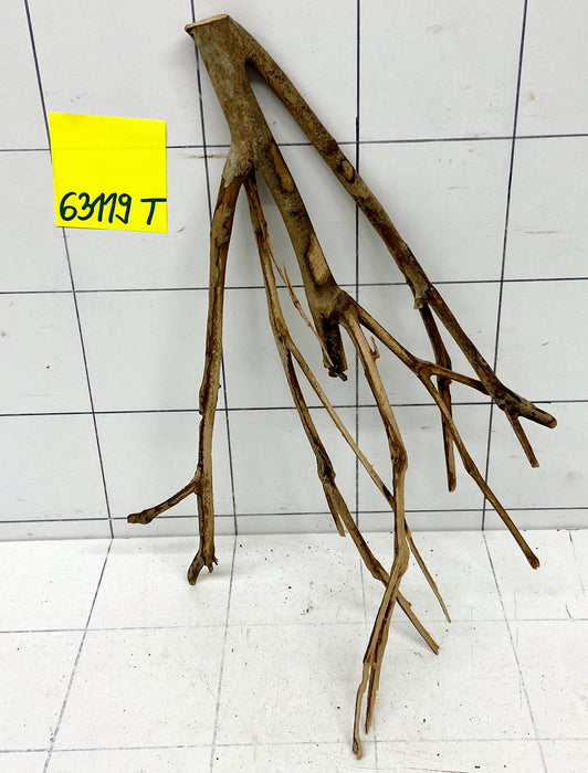 63119T Talawa Wurzel Holz