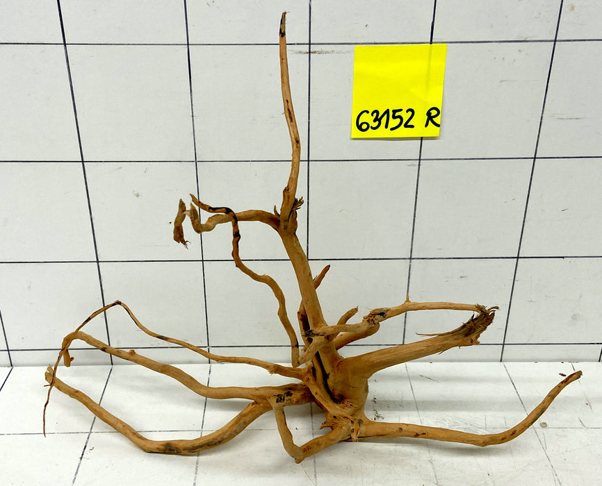 63152R Fingerwood / Rote Moorwurzel Holz