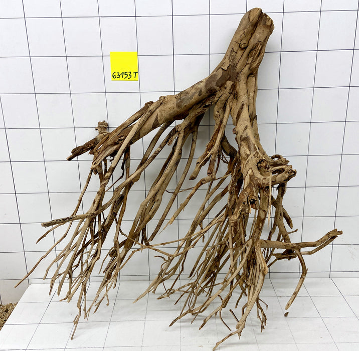 63153T Talawa Wurzel Holz XXL