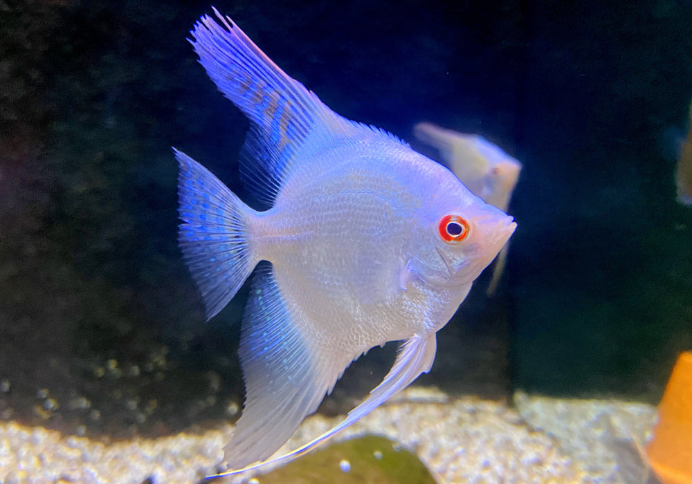 NEU - Bulgarian White Skalar - Pterophyllum scalare "bulgarian white"