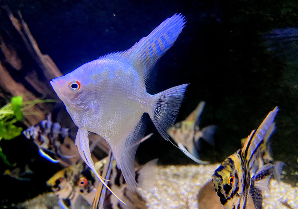 NEU - Bulgarian White Skalar - Pterophyllum scalare "bulgarian white"