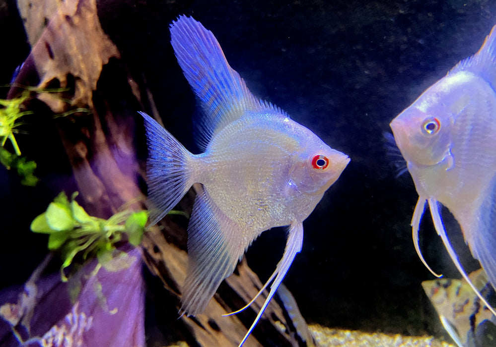 NEU - Bulgarian White Skalar - Pterophyllum scalare "bulgarian white"