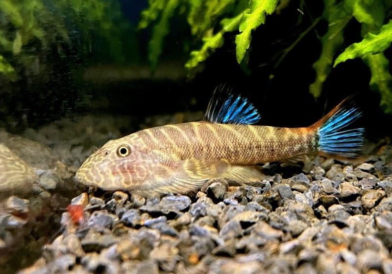 Zebra BLUE-FIN Flossensauger - Gastromyzon sp. aqua-teck