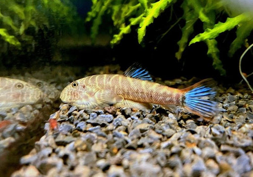 Zebra BLUE-FIN Flossensauger - Gastromyzon sp. aqua-teck