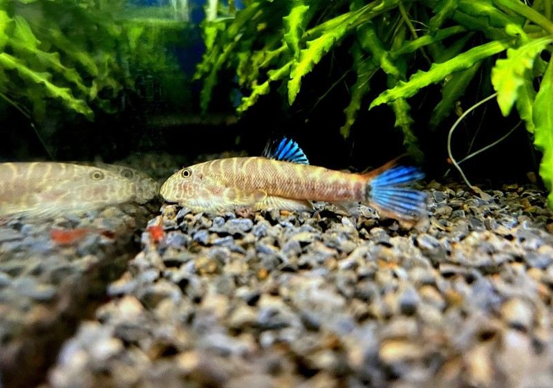 Zebra BLUE-FIN Flossensauger - Gastromyzon sp. aqua-teck