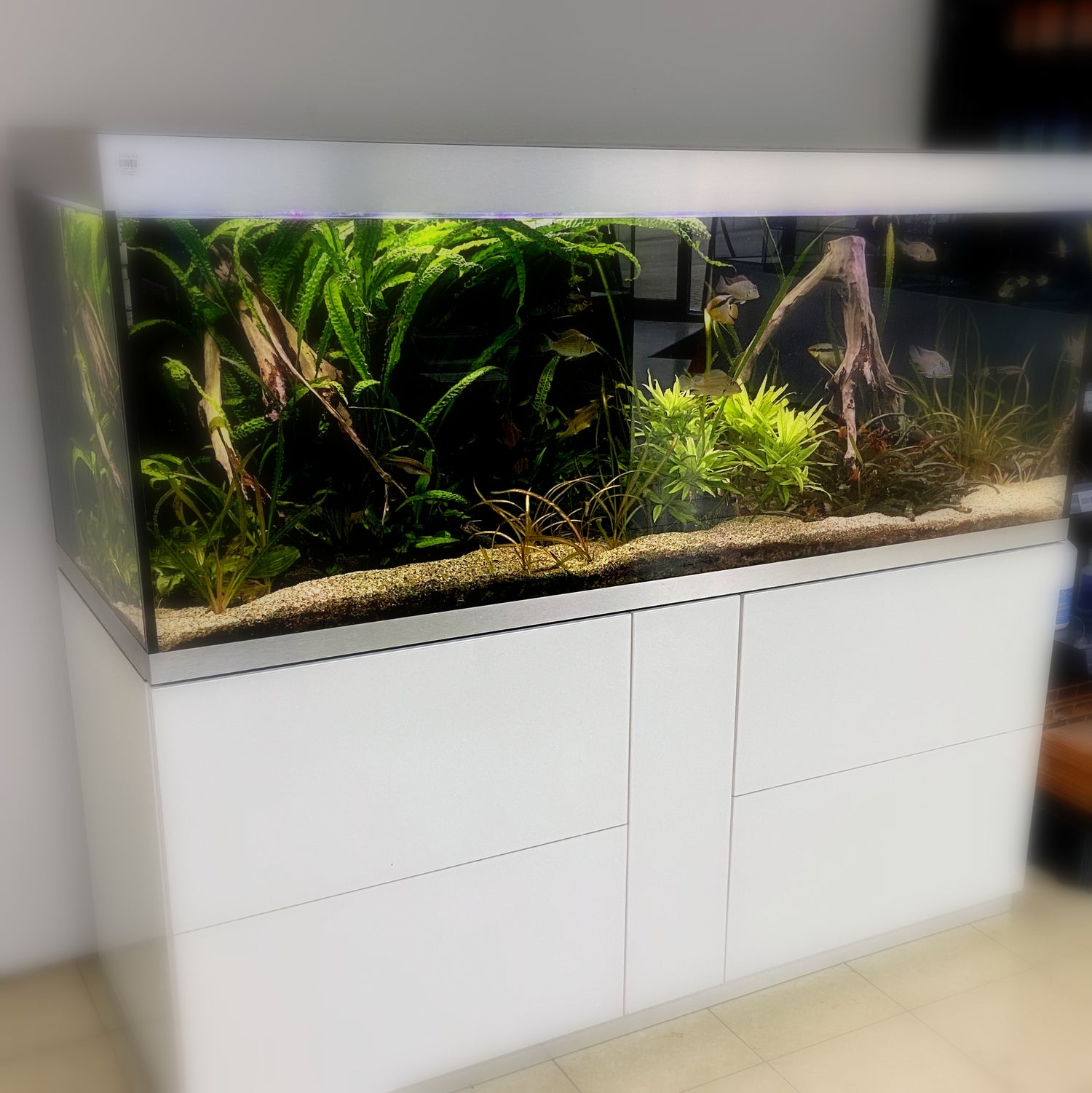 Eine erlesene Auswahl an Aquarien in den unterschiedlichsten Größen und Ausführungen