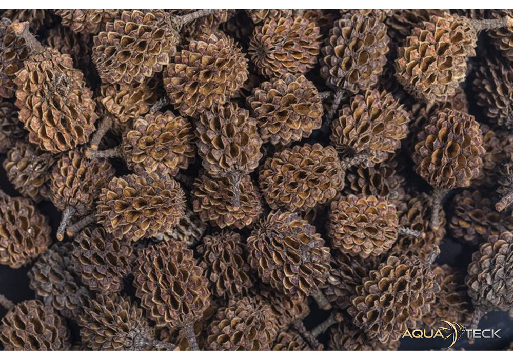 ARKA mySCAPE Casuarina Cones