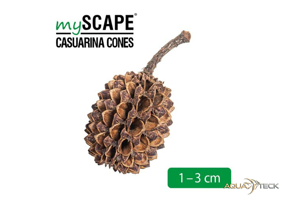 ARKA mySCAPE Casuarina Cones