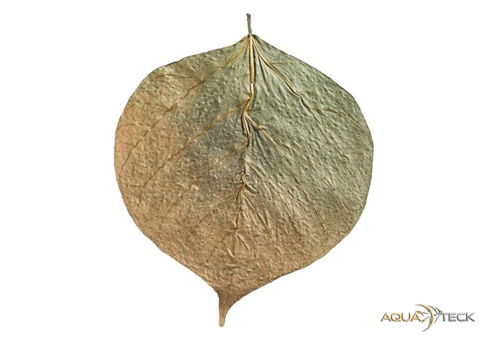 ARKA mySCAPE Dadap Leaves