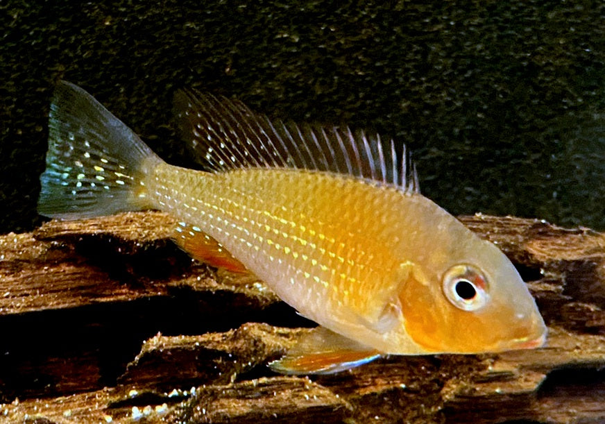 Heckels Buntbarsch (Naturform) - Acarichthys heckelii