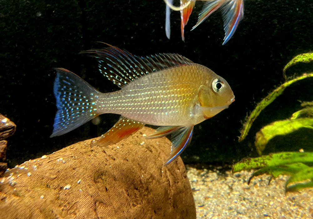 Heckels Buntbarsch (Naturform) - Acarichthys heckelii