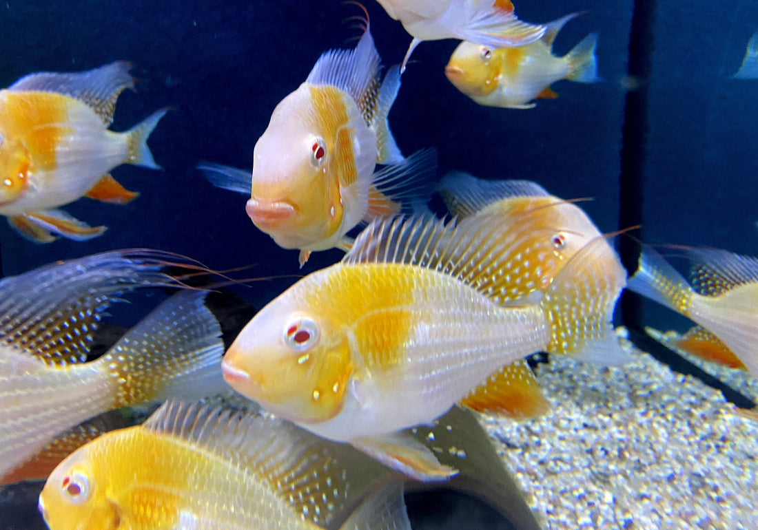 zzz_Heckels Buntbarsch, ALBINO - Acarichthys heckelii - XL aqua-teck