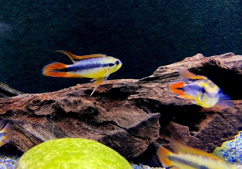XL Agassizi Zwergbuntbarsch 'doppel-rot'  - Apistogramma agassizii