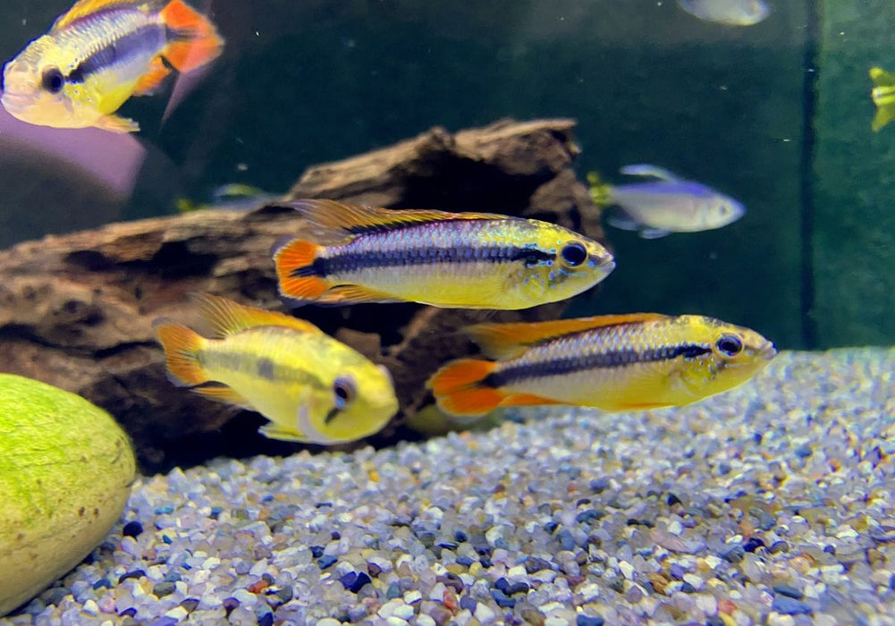 XL Agassizi Zwergbuntbarsch 'doppel-rot'  - Apistogramma agassizii
