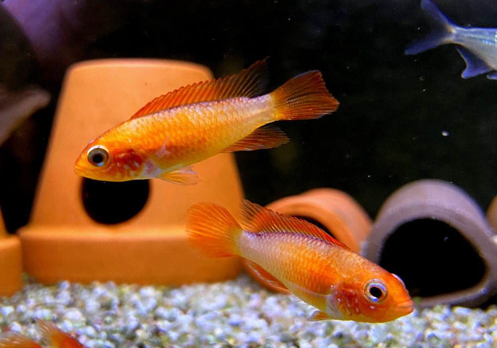 Agassizi Zwergbuntbarsch 'fire red' - Apistogramma agassizii 'fire red'