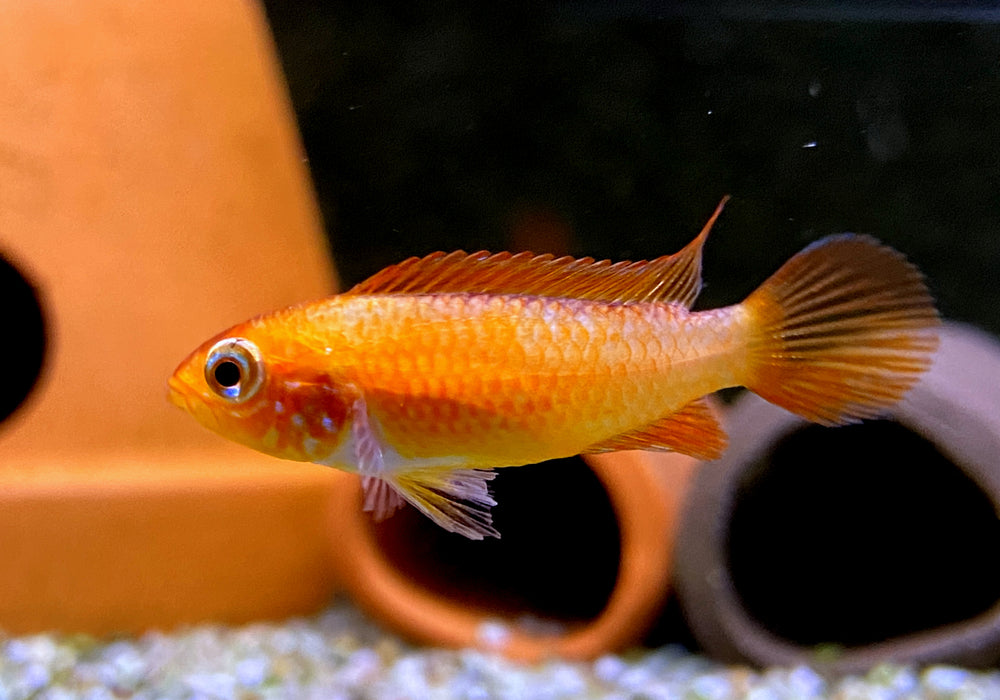 Agassizi Zwergbuntbarsch 'fire red' - Apistogramma agassizii 'fire red'
