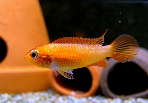 Agassizi Zwergbuntbarsch 'fire red' - Apistogramma agassizii 'fire red'