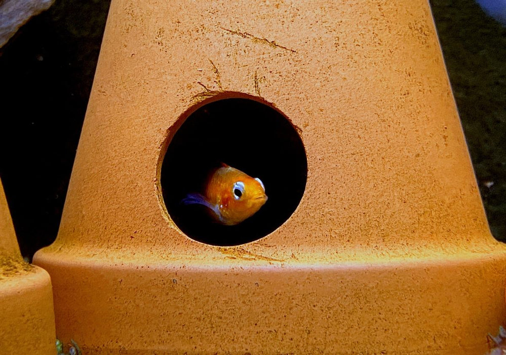 Agassizi Zwergbuntbarsch 'fire red' - Apistogramma agassizii 'fire red'