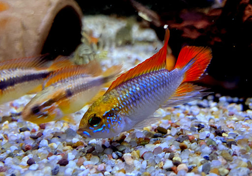 Agassizi Zwergbuntbarsch doppel-rot - Apistogramma agassizii