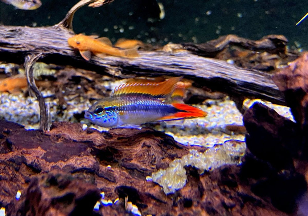 Agassizi Zwergbuntbarsch doppel-rot - Apistogramma agassizii