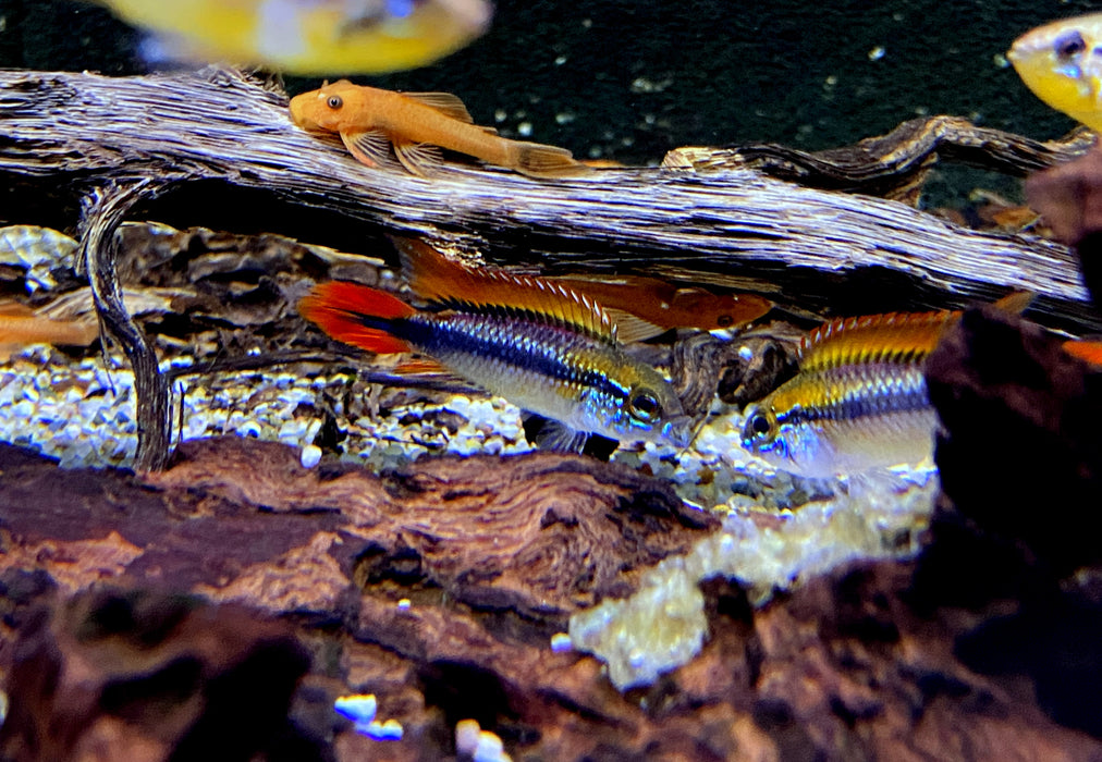 Agassizi Zwergbuntbarsch doppel-rot - Apistogramma agassizii