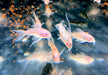Albino Metallpanzerwels longfin - Osteogaster (Corydoras) aenea