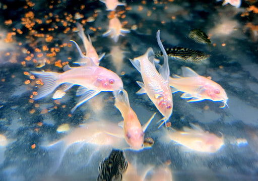 Albino Metallpanzerwels longfin - Osteogaster (Corydoras) aenea