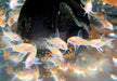 Albino Metallpanzerwels longfin - Osteogaster (Corydoras) aenea