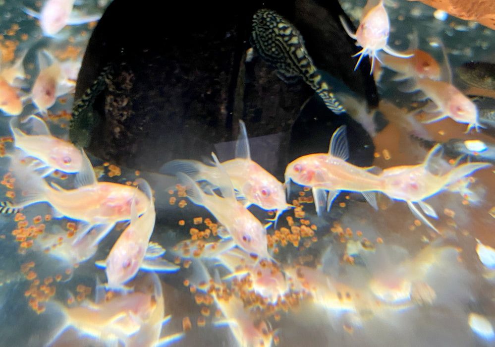 Albino Metallpanzerwels longfin - Osteogaster (Corydoras) aenea