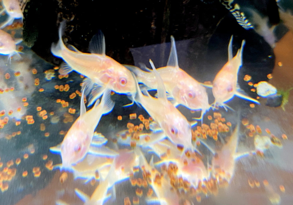 Albino Metallpanzerwels longfin - Osteogaster (Corydoras) aenea