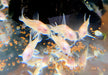 Albino Metallpanzerwels longfin - Osteogaster (Corydoras) aenea