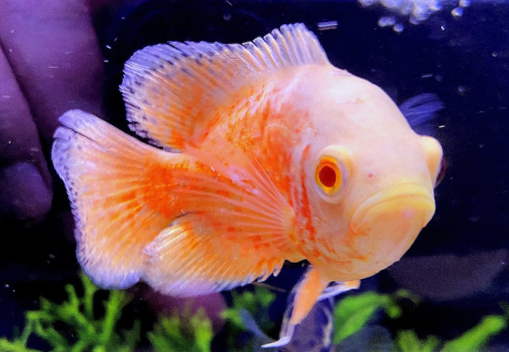 Albino Oskar Super Orange - Pfauenaugenbuntbarsch - Astronotus ocellatus