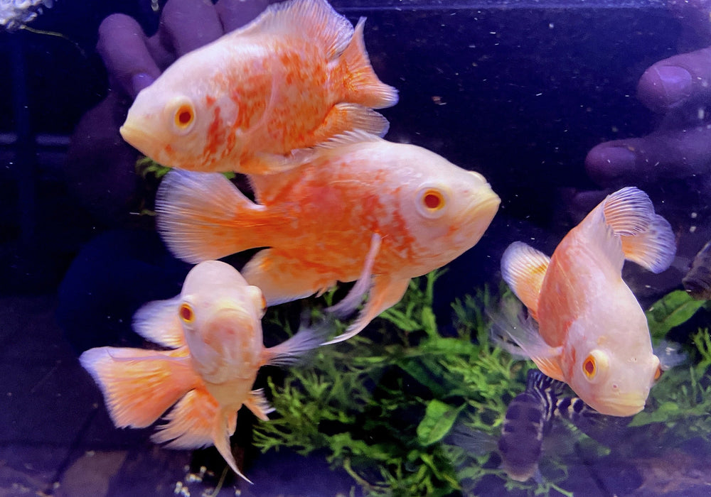 Albino Oskar Super Orange - Pfauenaugenbuntbarsch - Astronotus ocellatus