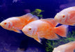 Albino Oskar Super Orange - Pfauenaugenbuntbarsch - Astronotus ocellatus