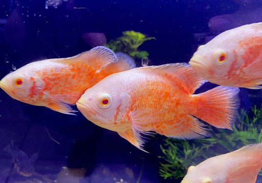 Albino Oskar Super Orange - Pfauenaugenbuntbarsch - Astronotus ocellatus