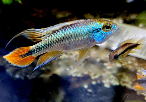 Alenquer-Zwergbuntbarsch, Apistogramma agassizii Alenquer Red Tail