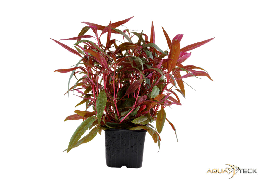 Alternanthera reineckii 'Pink' XL