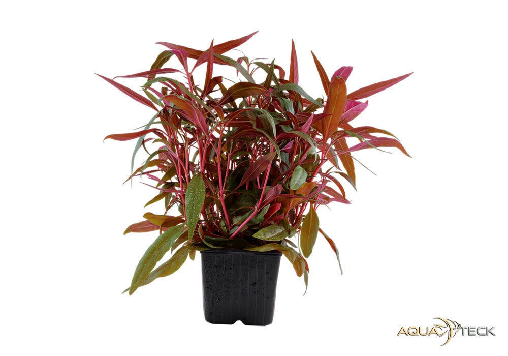 Alternanthera reineckii 'Pink' XL — AQUA TECK