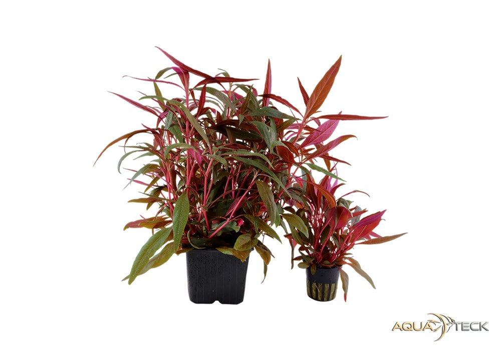 Alternanthera reineckii 'Pink' XL aqua-teck