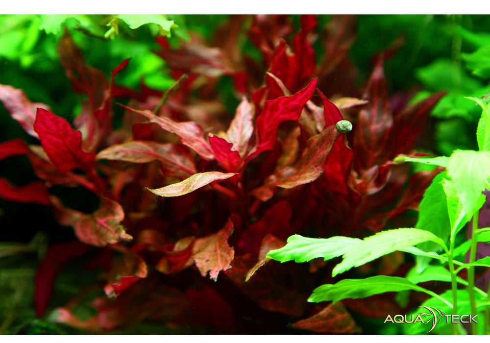 Alternanthera reineckii 'Rosanervig'