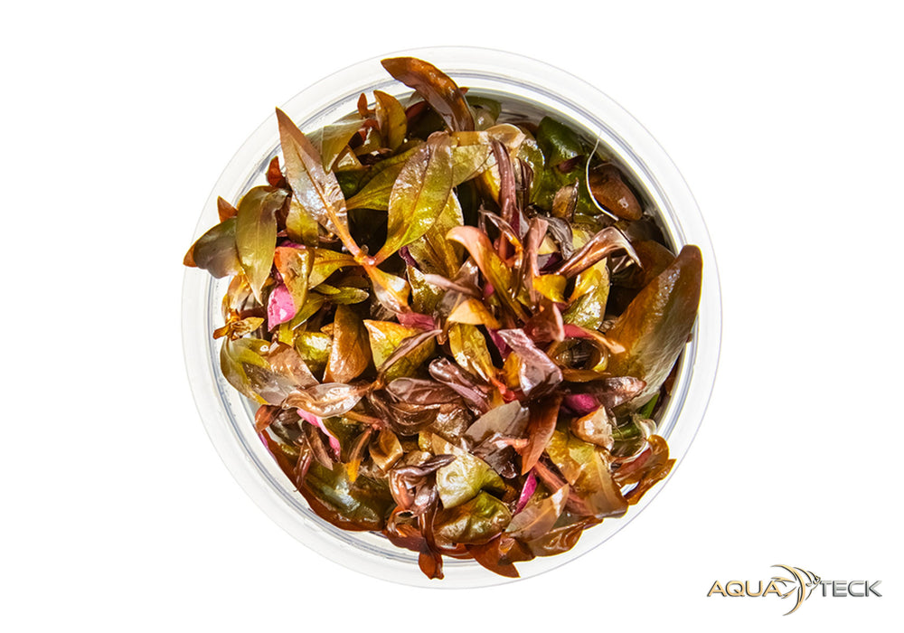 Alternanthera reineckii 'Mini' (InVitro)