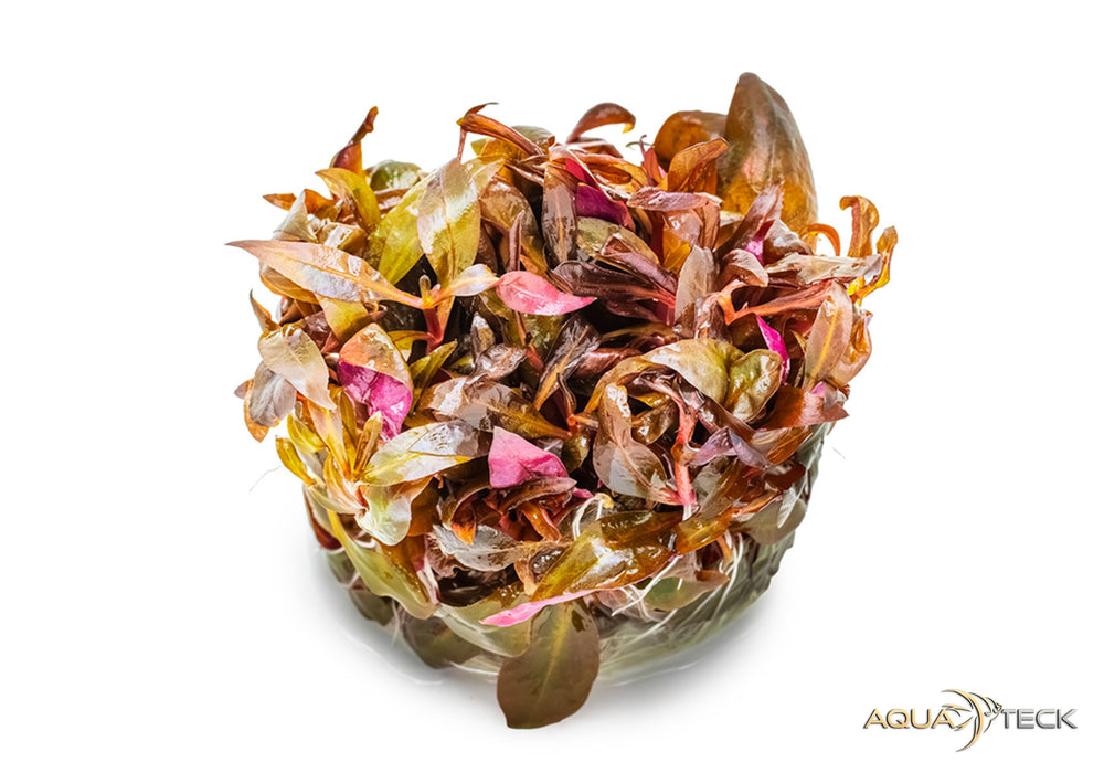 Alternanthera reineckii 'Mini' (InVitro)