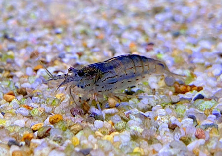 XL - Amanogarnele - Caridina japonica XL image