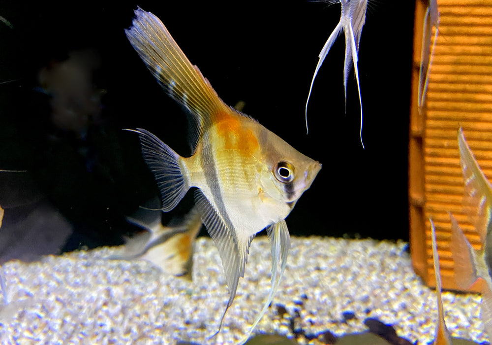 Amapa-Rotrücken-Skalar - Pterophyllum scalare