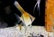Amapa-Rotrücken-Skalar - Pterophyllum scalare