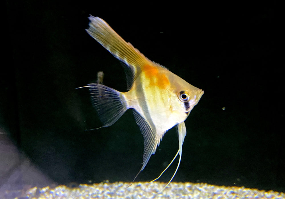 Amapa-Rotrücken-Skalar - Pterophyllum scalare