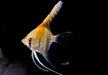 Amapa-Rotrücken-Skalar - Pterophyllum scalare