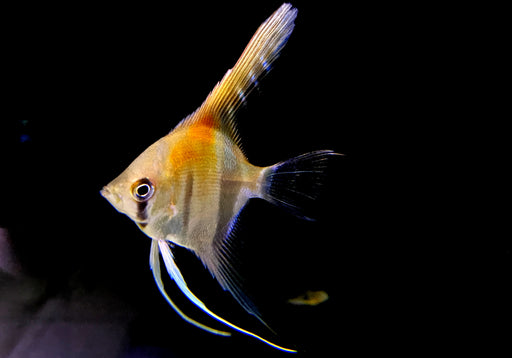 Amapa-Rotrücken-Skalar - Pterophyllum scalare