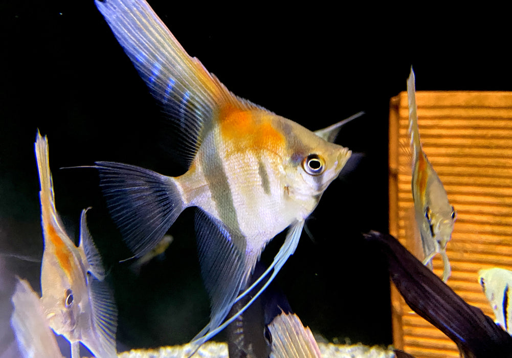 Amapa-Rotrücken-Skalar - Pterophyllum scalare