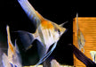 Amapa-Rotrücken-Skalar - Pterophyllum scalare